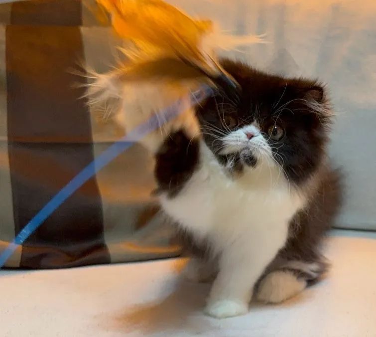 Gata persa  - Foto 6