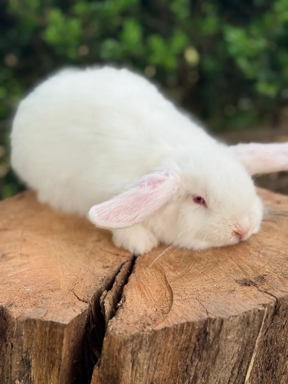 Vendo coelha mini loop  - Foto 2