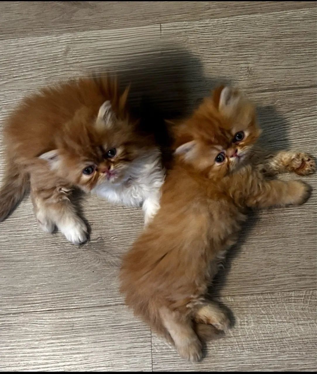 Vende-se gatas mini persas 