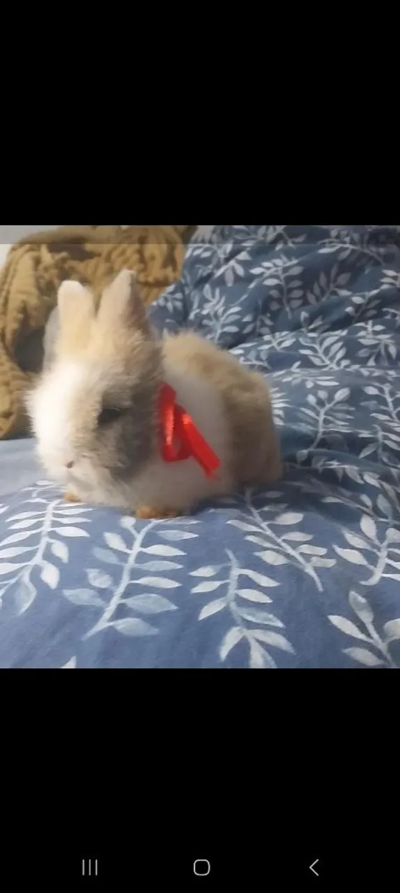 Coelhinho Teddy