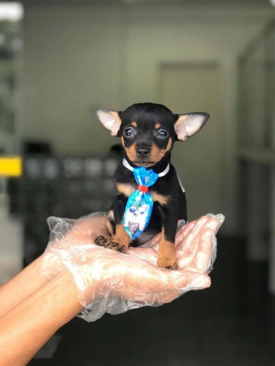 Linda fêmea de pinscher na cor preto com canela filhote com 57 dias vacinada