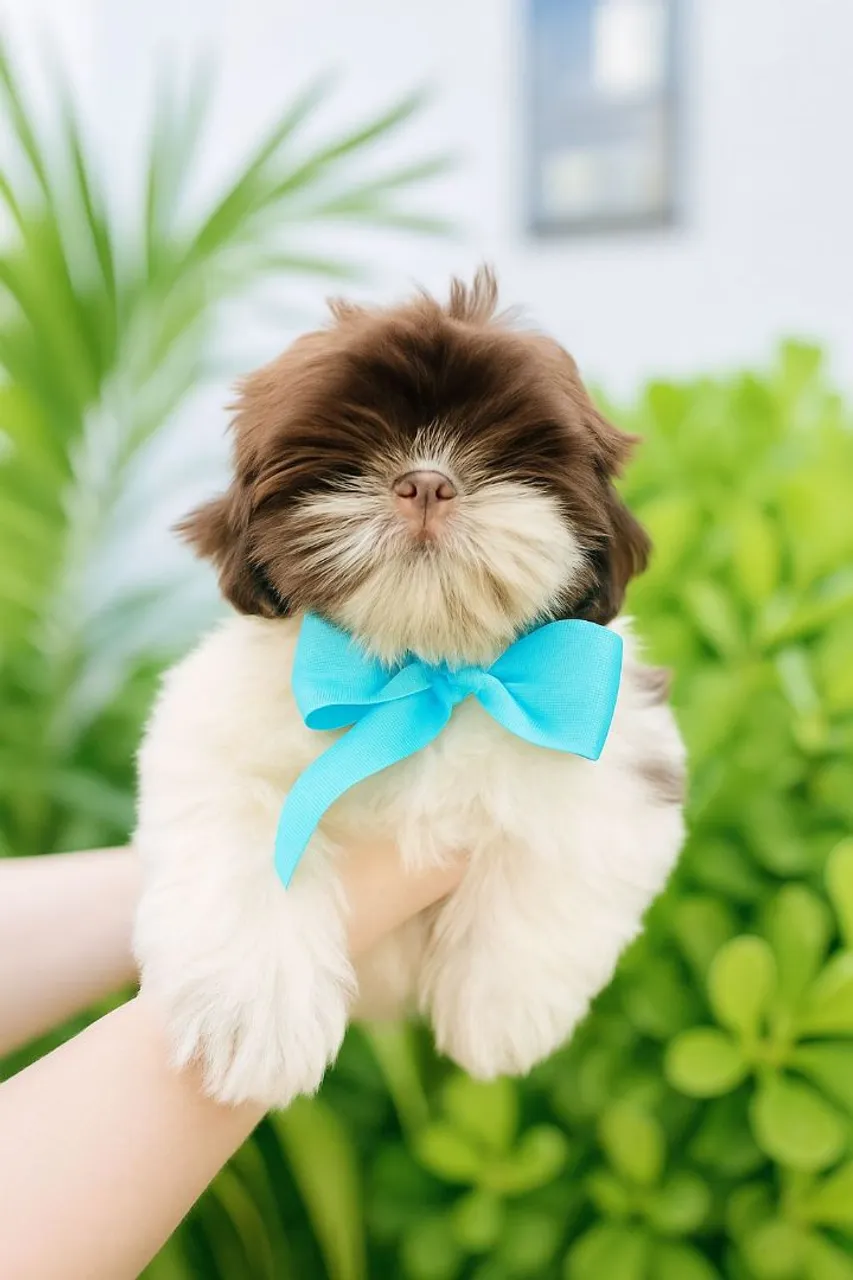 Filhote Shih Tzu Macho !