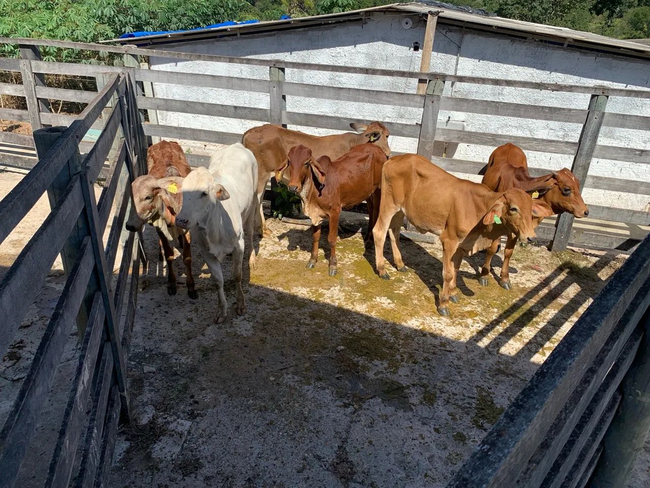 Bezerros e bezerras gir e cruzados para venda