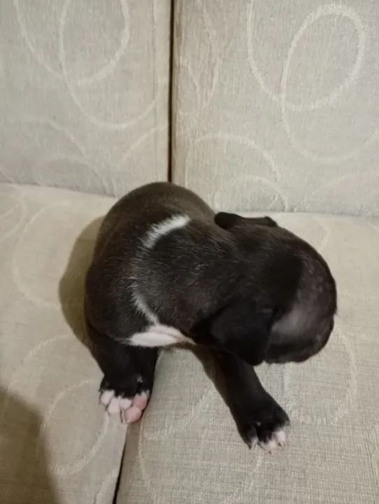 Pitbull (Fêmea) - Foto 4