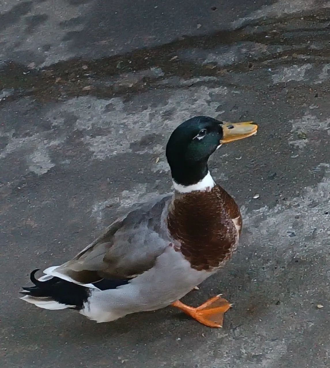  Lindo Casal de patos marrecos bruem 350
