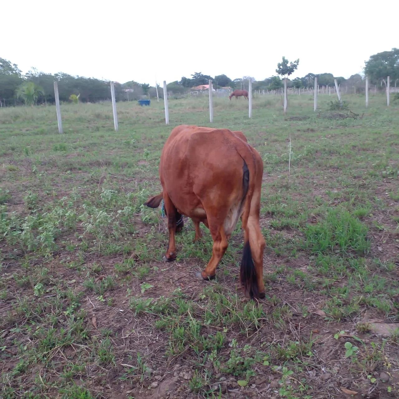 Vendo linda vaquinha gesse com girolando... - Foto 2