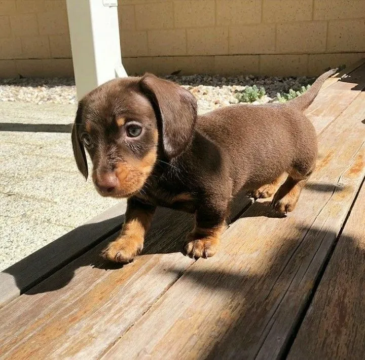 Filhote de Dachshund