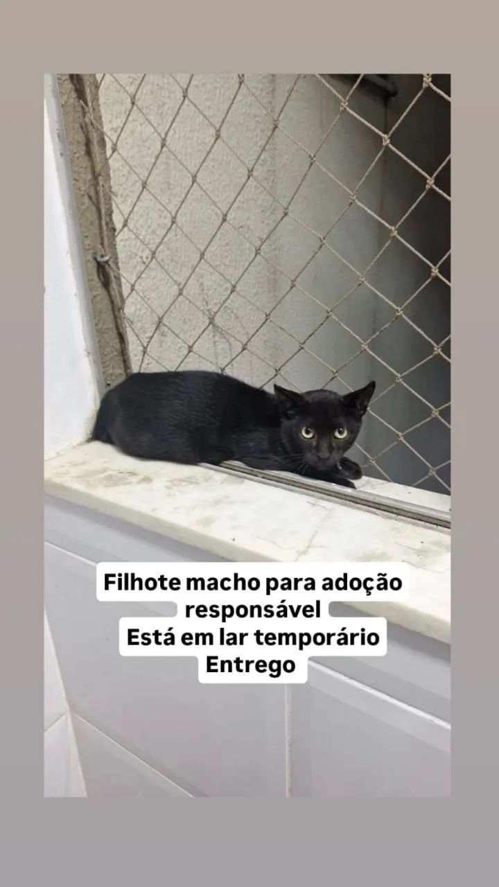 Gatinho macho, bb pra adoção 