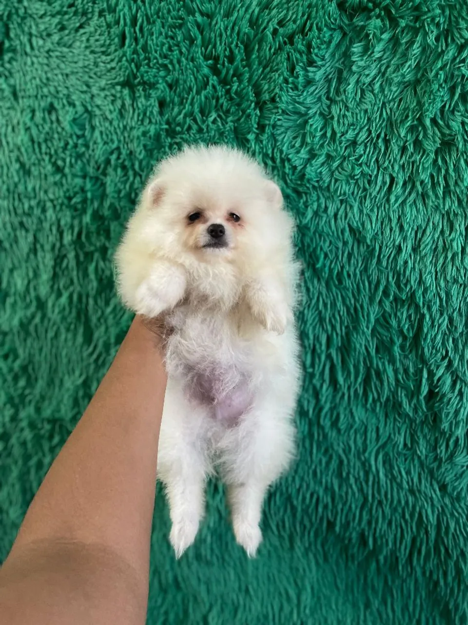 Spitz alemão macho - FilhotesItaquaquecetuba