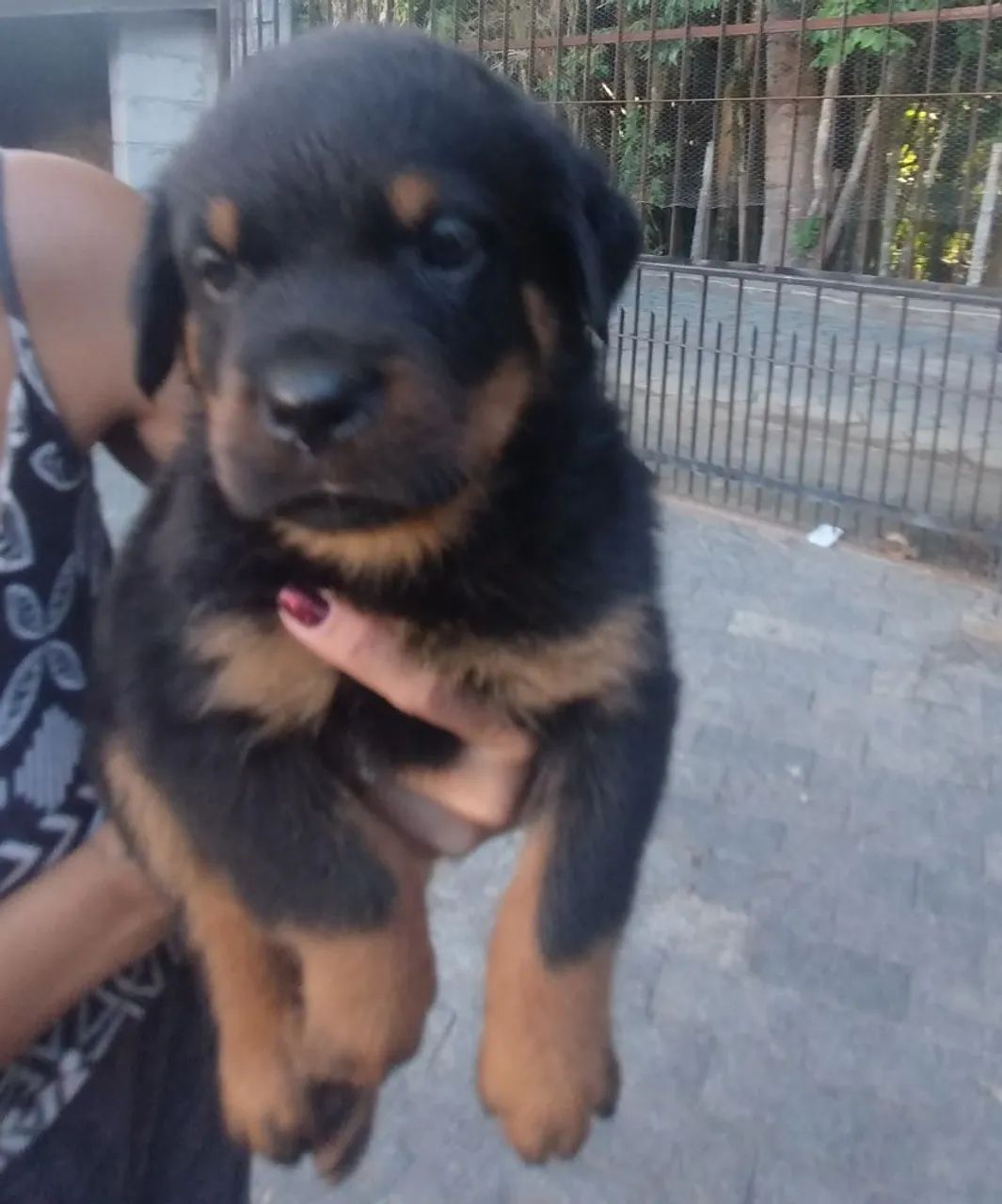 Filhotes Rottweiler Fêmea e Macho - Foto 2