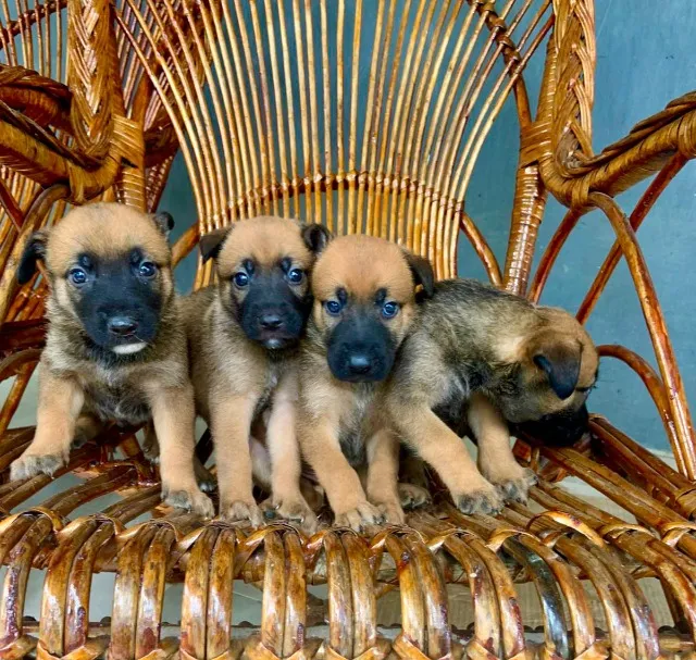 FILHOTE DE PASTOR BELGA MALINOIS
