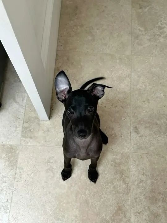 Galgo Italiano Filhotes Fofos na Cor Preto