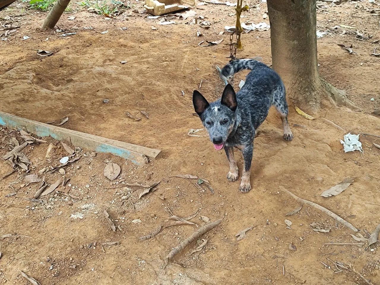 Filhote de blue Heeler - Foto 4
