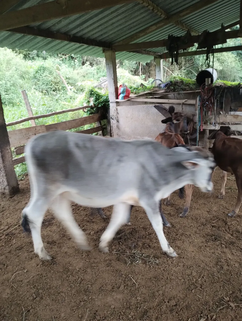 Bezerros e Vacas