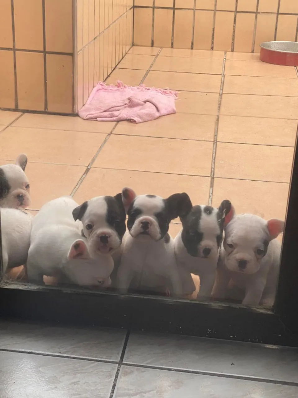 Bulldog Francês