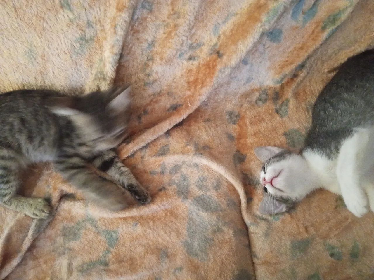 Gatinhas abandonadas mais unidas - Foto 2