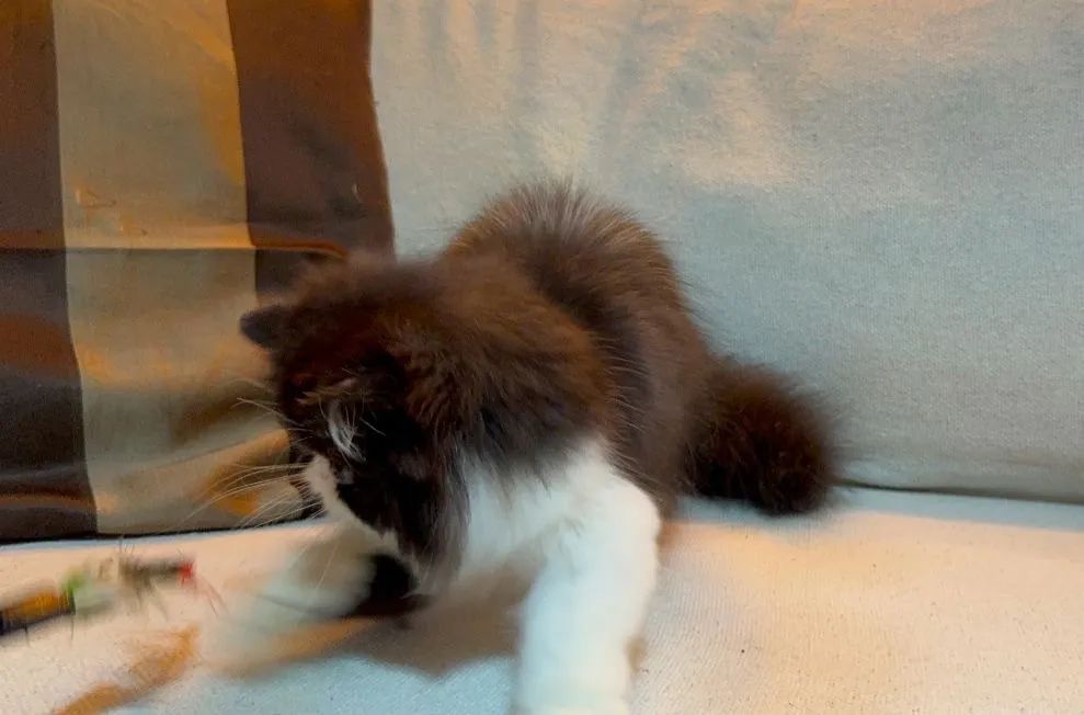 Gata persa  - Foto 4