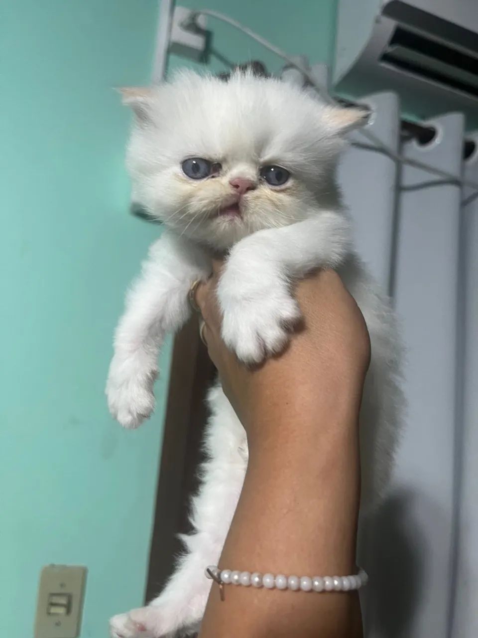 Gata persa fêmea filhote - Foto 5