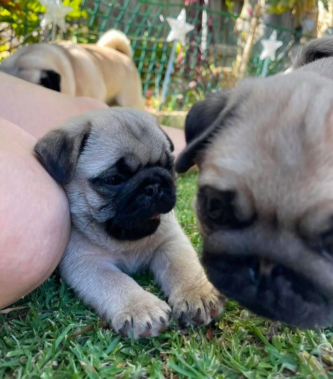 Vendo lindos filhotes de Pug Mini