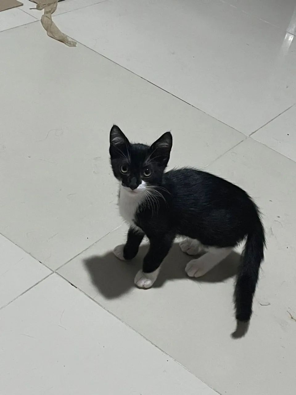 GATO PRA ADOÇÃO URGENTE  - Foto 3