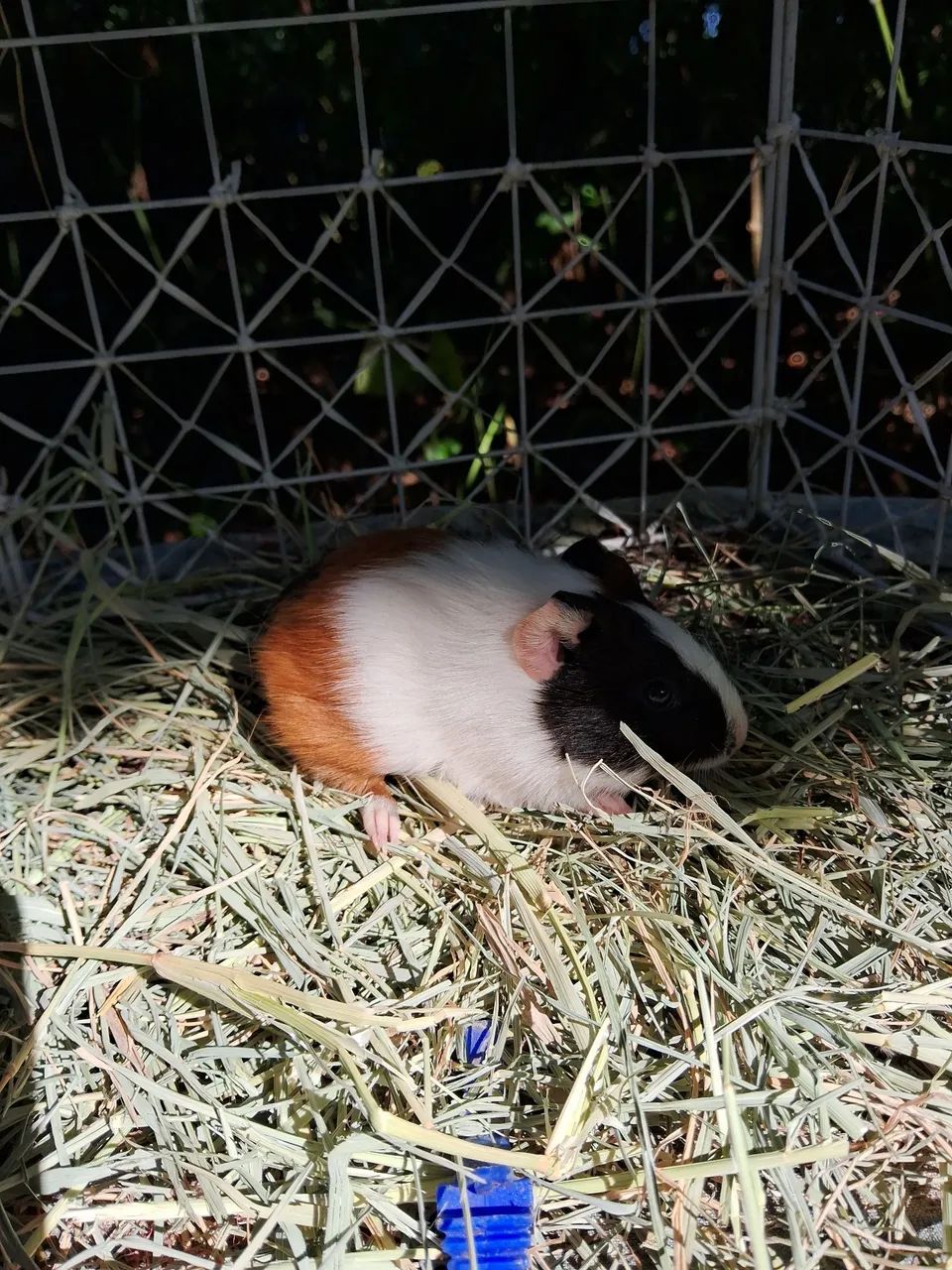 A3M- Porquinho da Índia-PROMOÇÃO  ( leia a descrição do anúncio) - Foto 2