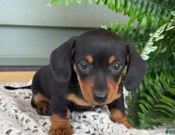 Dachshund Teckel Filhotes Muito Espertos. 