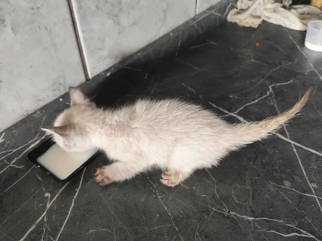 Adote 4 gatos Região do Barreiro - Foto 2