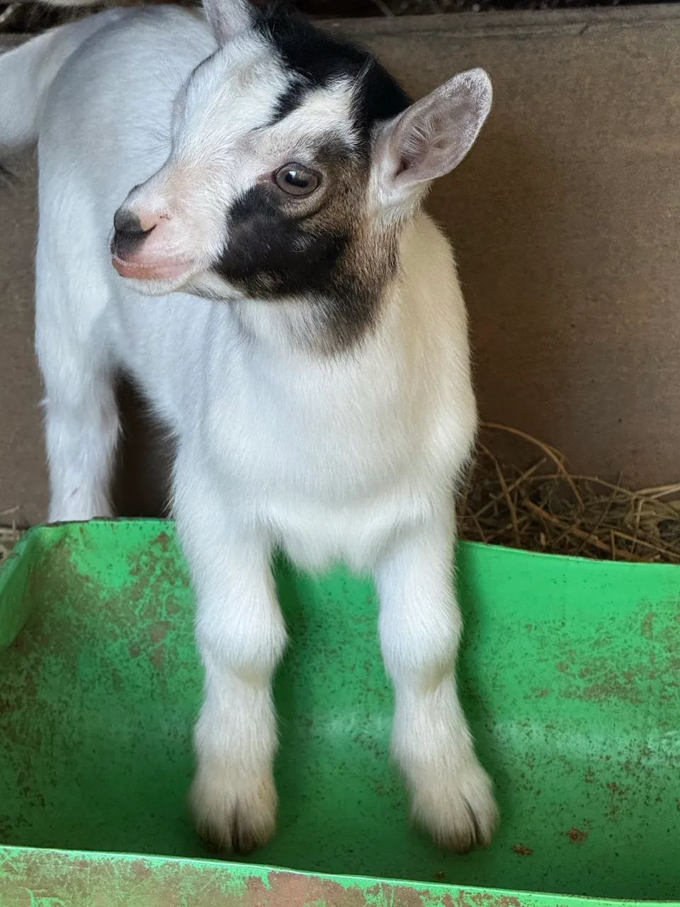 Mini cabras (mini bode, mini animais)  - Foto 4