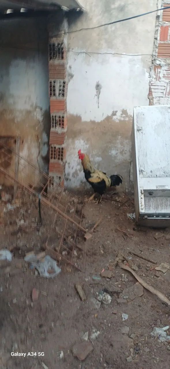 Galo  - Foto 5