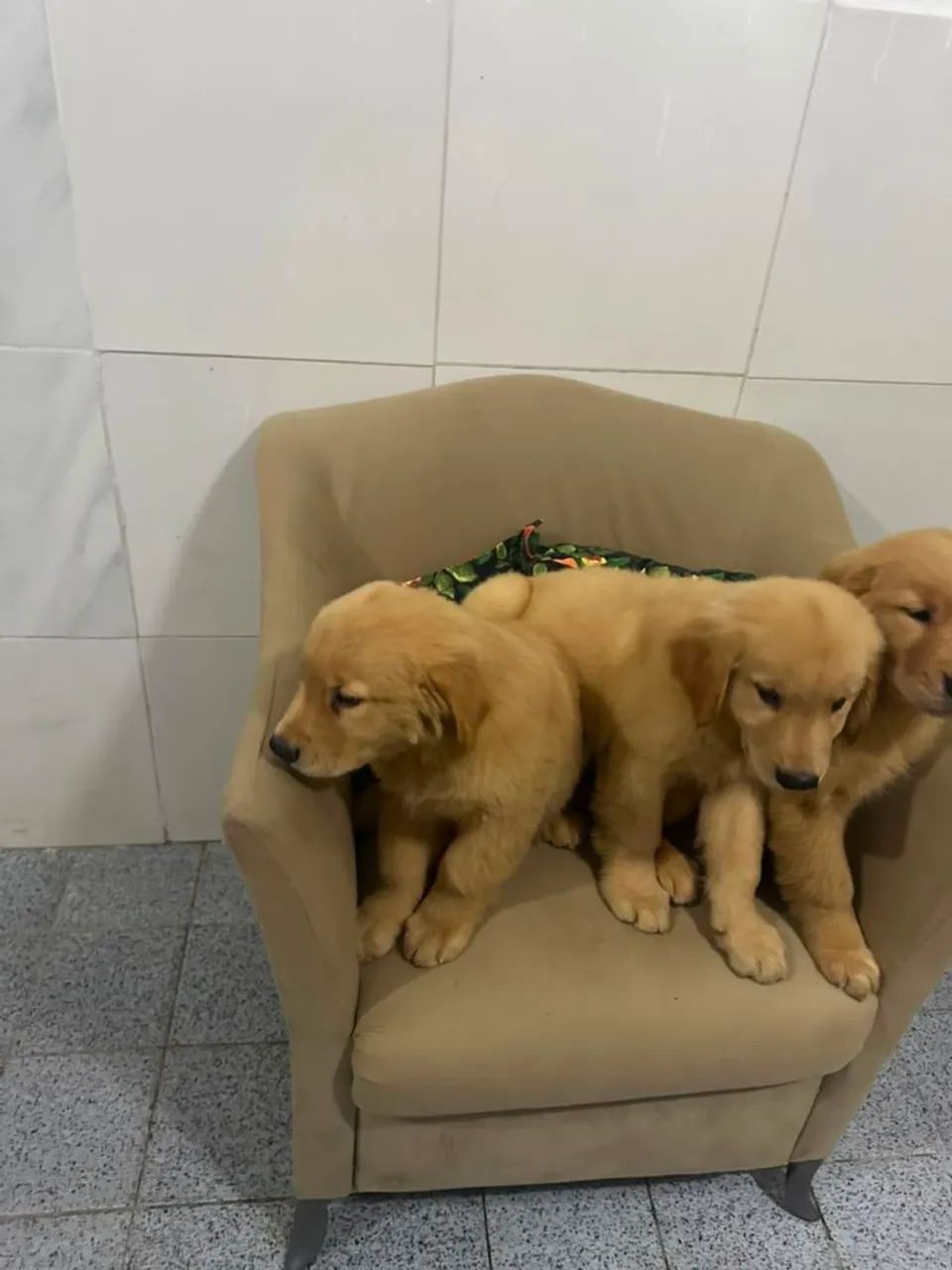 Golden Retriever  - Foto 3