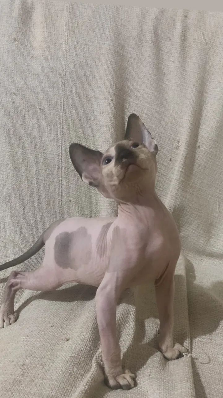 Fêmea sphynx 