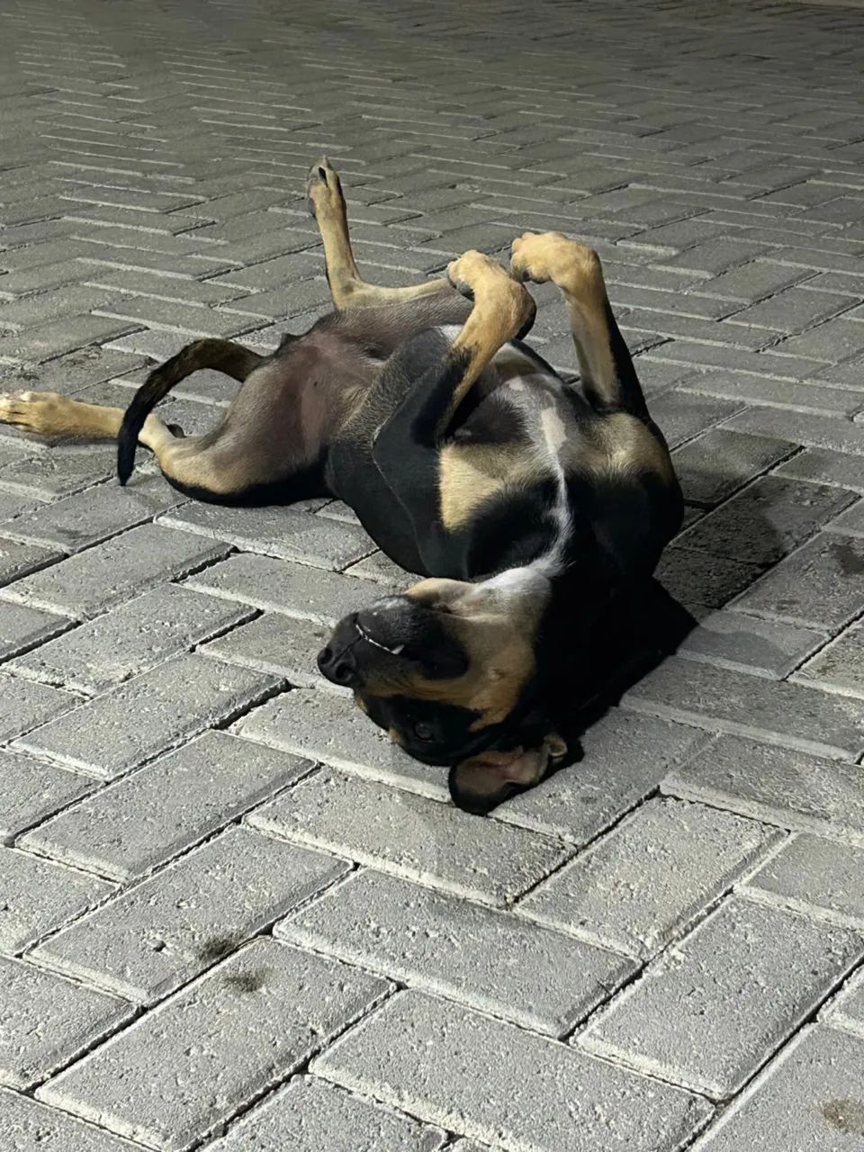 Doação de  cadela  - Foto 5