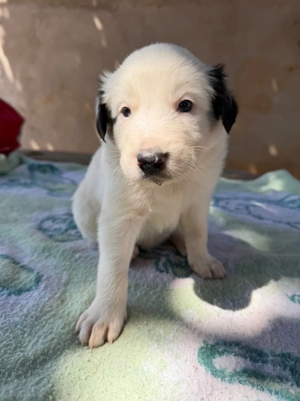 Border collie  - Foto 5