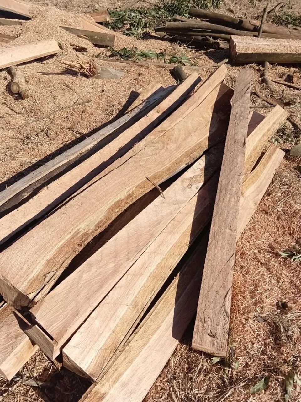 Lasca de eucalipto branco 