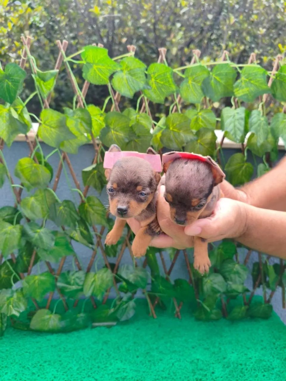 Filhotes de Pinscher macho e fêmea muito fofos - WhatsApp