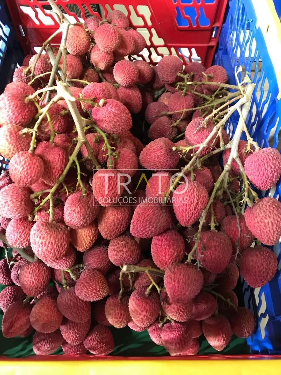 área - São Berto - Manduri - Foto 4