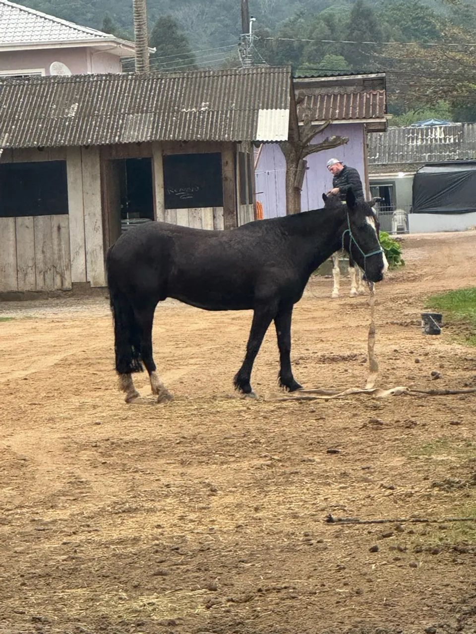 Cavalo  - Foto 2