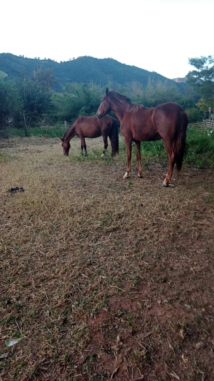 Égua mangalarga  - Foto 3