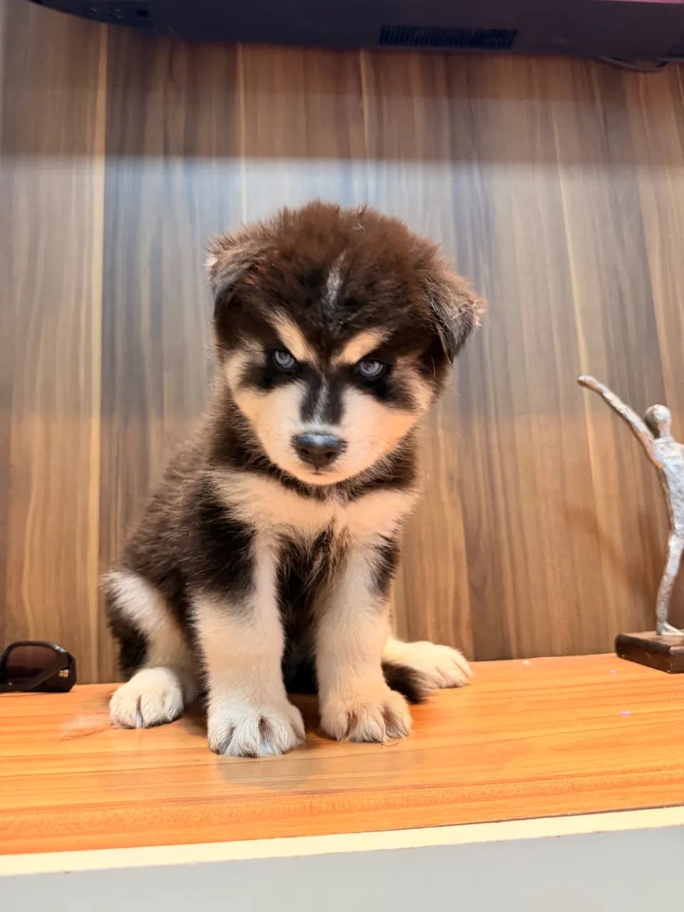 Husky siberiano  - Foto 4
