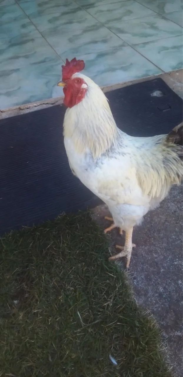 Galo Frango Brahma