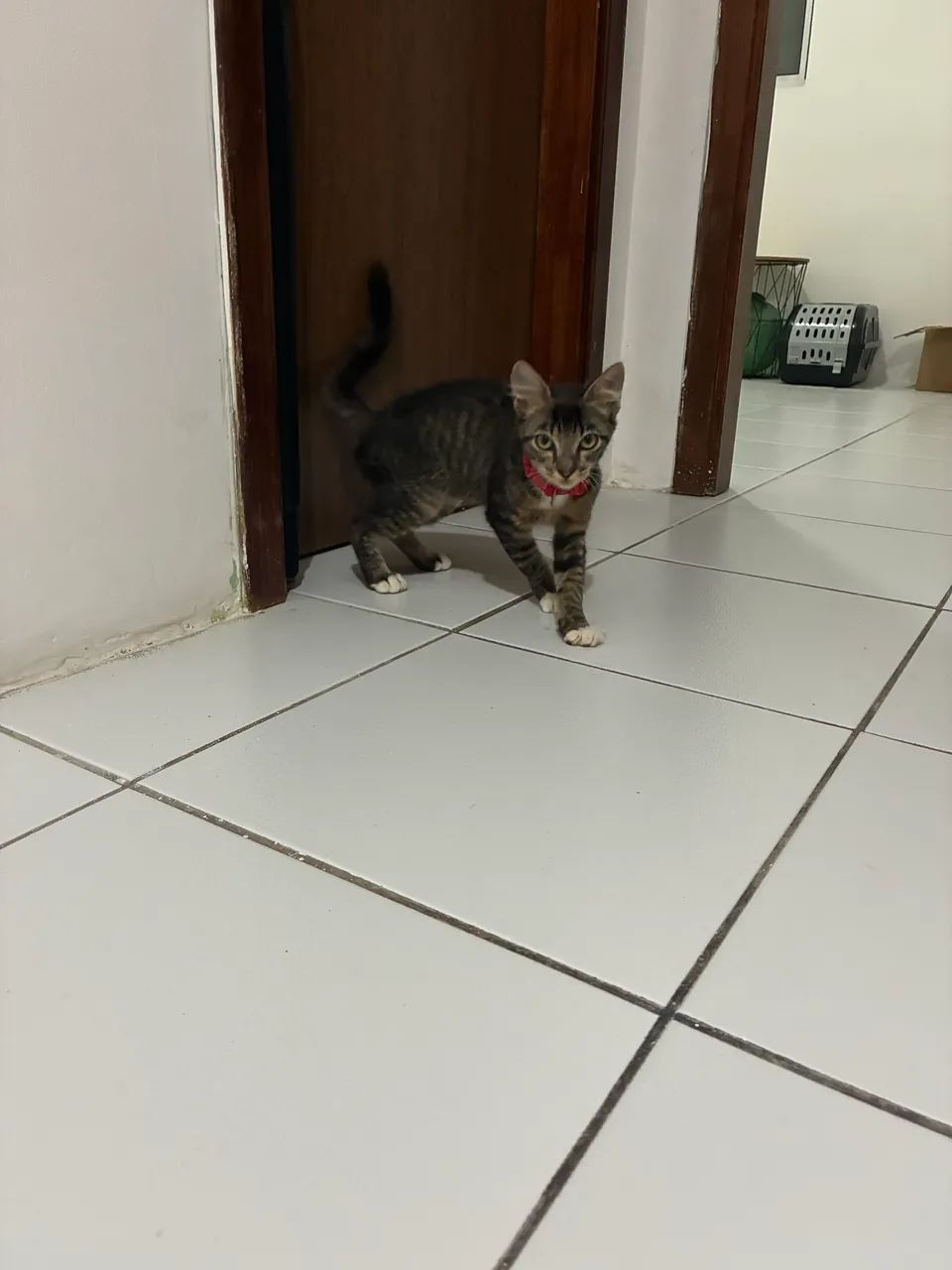 Gatinha para adoção