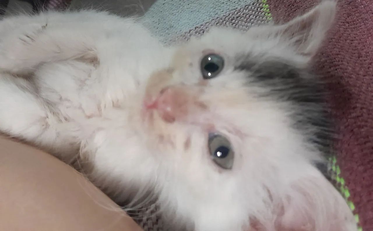 Gato macho filhote
