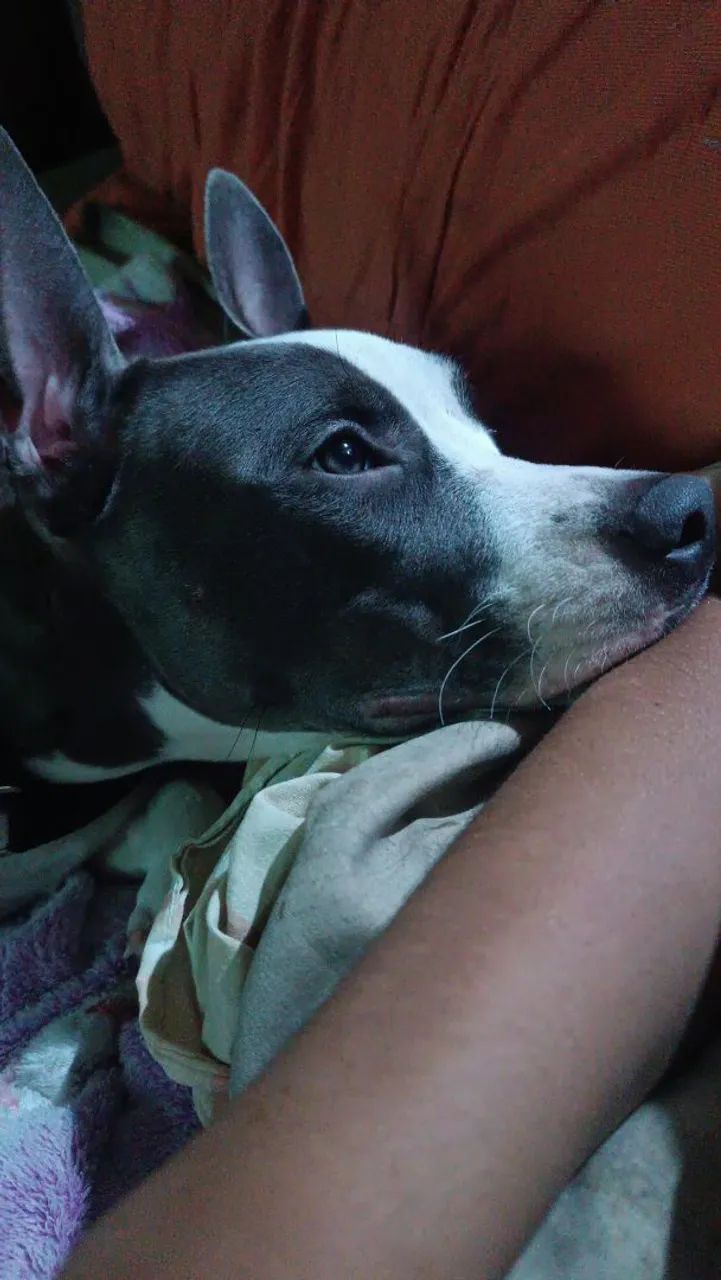 Doação Responsável  - Foto 4