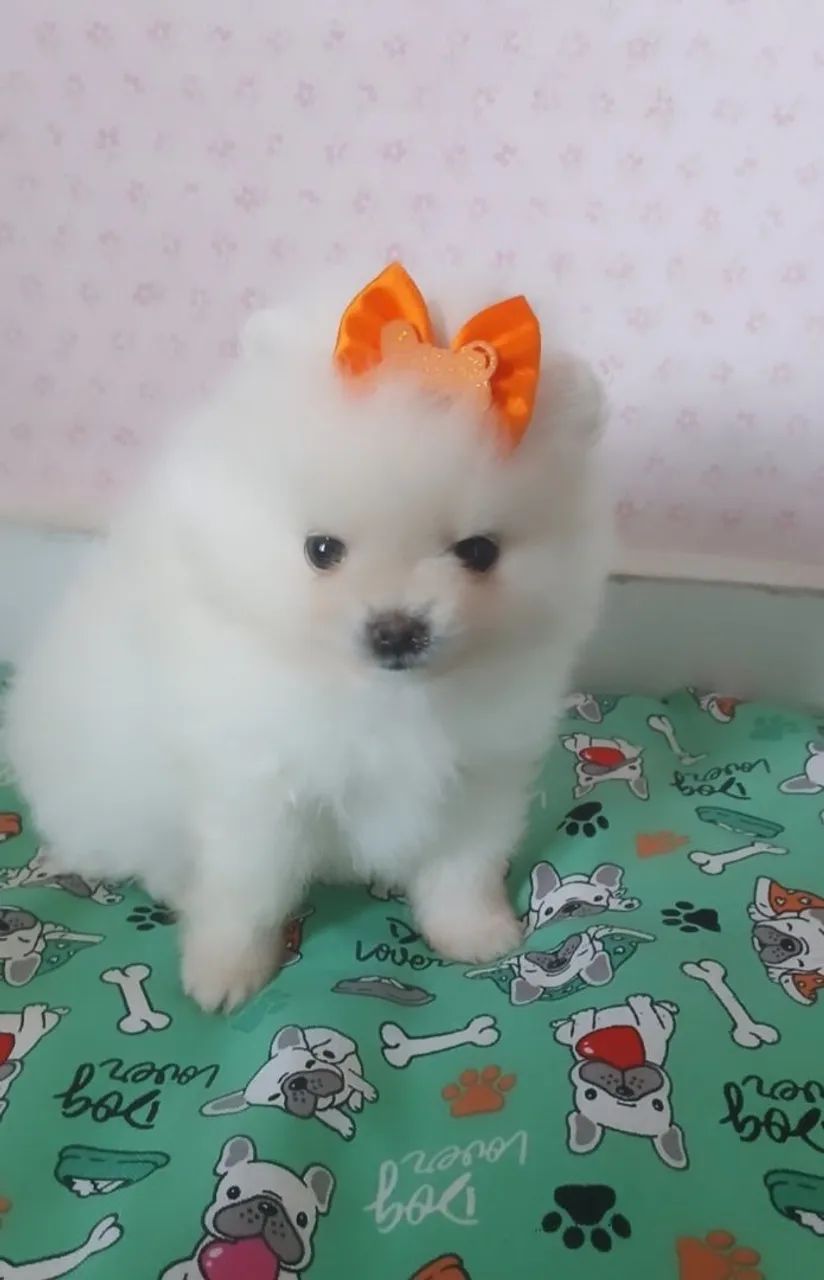 Bebê de Spitz anã  - Foto 2