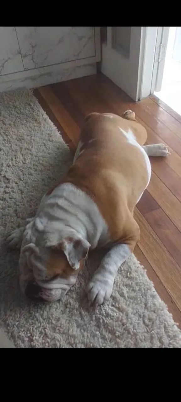 Buldogue inglês  - Foto 3