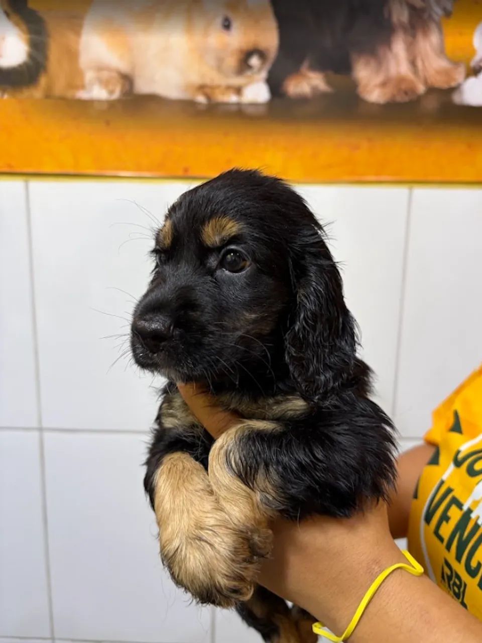 Filhotes Cocker Spaniel
