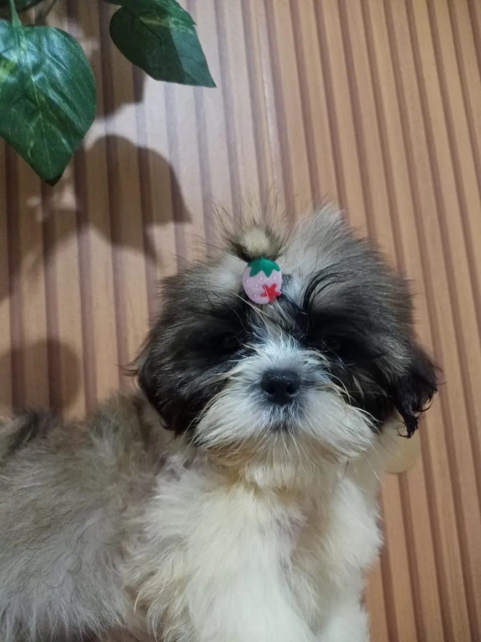 Shih tzu 