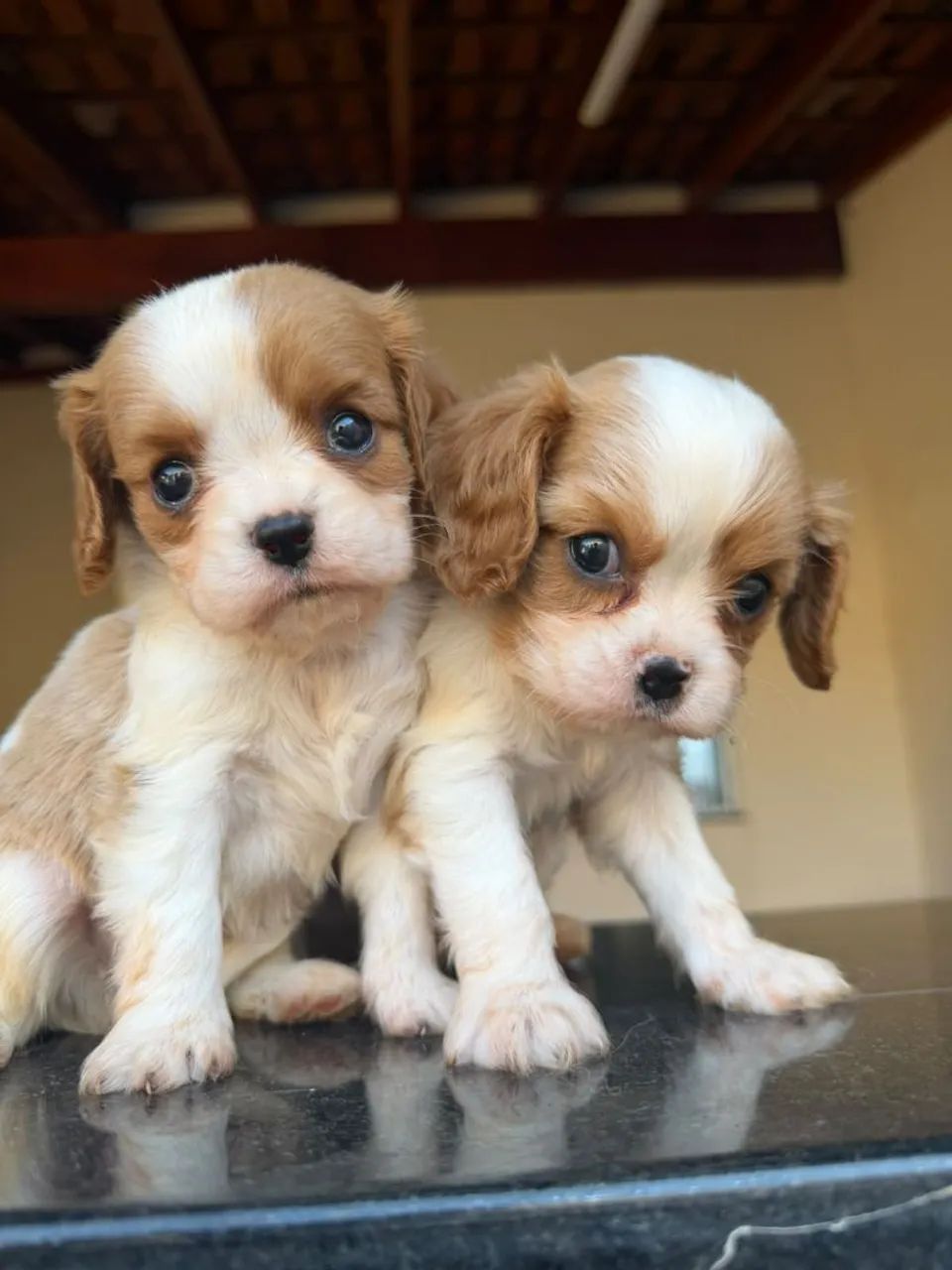 Cavalier disponível  - Foto 3