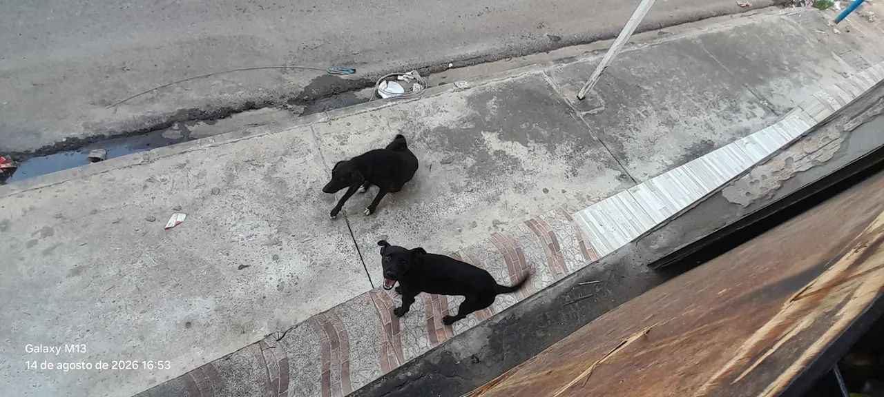 Cachorro para doação 