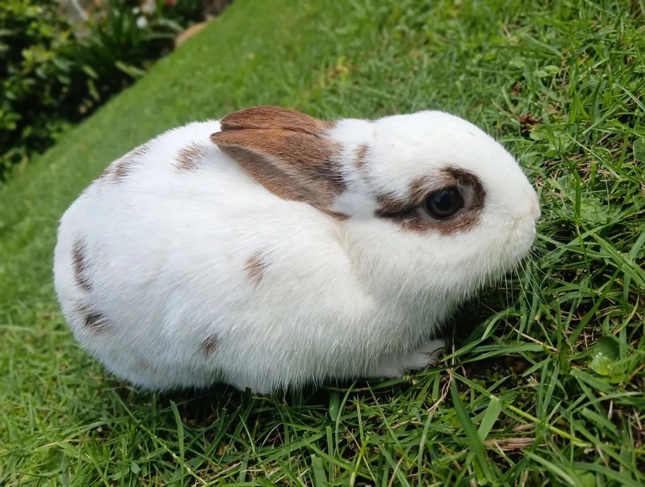 Coelhos 